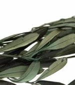 Victoria Dome - Dekoráció / Növény - Tartósított Olíva ágak