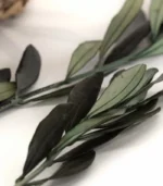 Victoria Dome - Dekoráció / Növény - Tartósított Olíva ágak