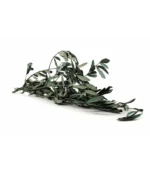 Victoria Dome - Dekoráció / Növény - Tartósított Olíva ágak