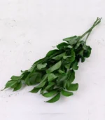 Victoria Dome - Dekoráció / Növény - Tartósított Ruscus ágak