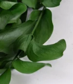 Victoria Dome - Dekoráció / Növény - Tartósított Ruscus ágak