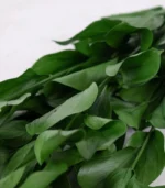 Victoria Dome - Dekoráció / Növény - Tartósított Ruscus ágak