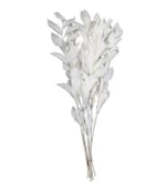 Victoria Dome - Dekoráció / Növény - Tartósított Ruscus ágak