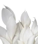 Victoria Dome - Dekoráció / Növény - Tartósított Ruscus ágak