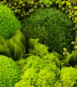 Victoria Dome - VD-Exclusive - 'Fresh' virágok dobozban